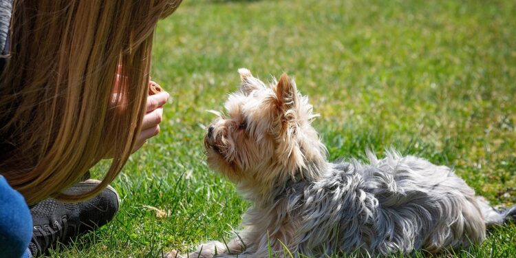 Unlock the Secrets of Dog Socialization Classes: A Guide to Happier