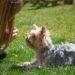 Unlock the Secrets of Dog Socialization Classes: A Guide to Happier
