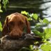 Transform Your Pup's Behavior with the Dog Training Camp Near Me: Top Tips and Strategies