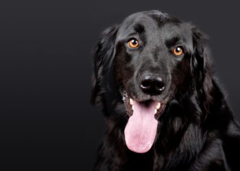 Essential Dog Tips for Winter: Keep Your Pet Safe and Warm