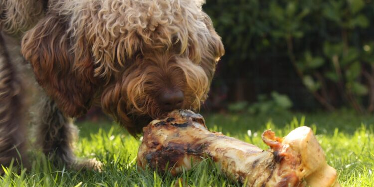 Discover the Best Dog Food for Weight Loss No Chicken: A Healthy Choice for Your Pup