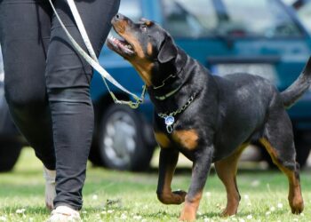 Unlock Your Dog's Potential at the Dog Training Camp Near Me: A Comprehensive Guide