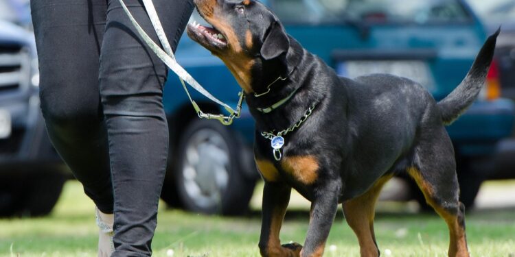 Unlock Your Dog's Potential at the Dog Training Camp Near Me: A Comprehensive Guide