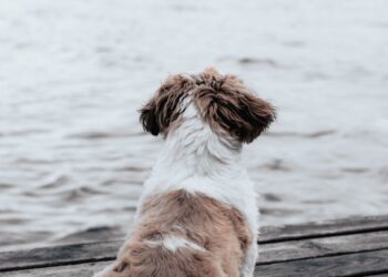 Unleashing Joy: Discover the Best Small Hypoallergenic Dogs Good With Kids