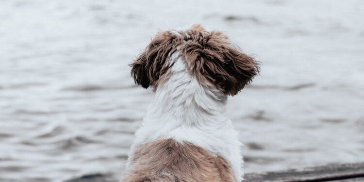 Unleashing Joy: Discover the Best Small Hypoallergenic Dogs Good With Kids