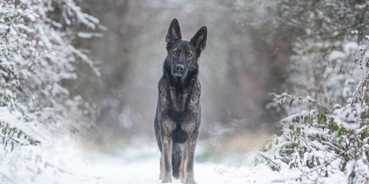 Preventing Mess: Innovative Solutions When Your Dog Tips Over Their Water Bowl