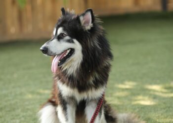 Mastering Control and Bonding: The Benefits of Using a Slip Lead Leash