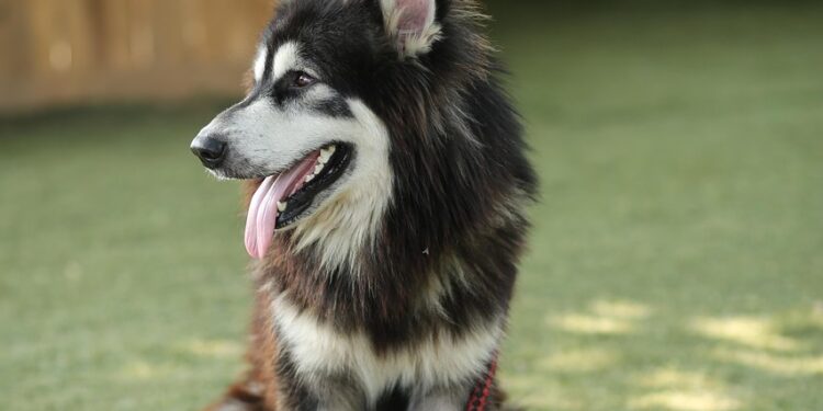 Mastering Control and Bonding: The Benefits of Using a Slip Lead Leash