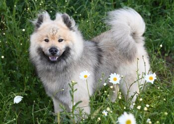 Discover the Top Benefits of Owning Medium Sized Short Haired Dog Breeds