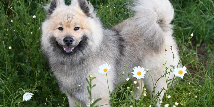 Discover the Top Benefits of Owning Medium Sized Short Haired Dog Breeds