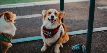 How a Dog Rain Coat Can Improve Your Pet’s Rainy Day Walks