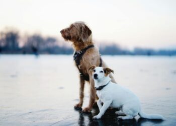 Unlock the Secrets of Dog Wellness: Essential Tips for a Healthy Pooch