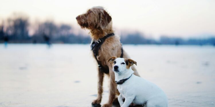 Unlock the Secrets of Dog Wellness: Essential Tips for a Healthy Pooch
