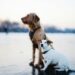 Unlock the Secrets of Dog Wellness: Essential Tips for a Healthy Pooch