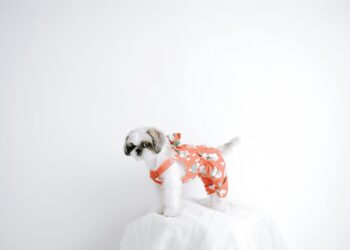Keep Your Pooch Warm and Stylish: Top Picks for Small Dog Jumpers