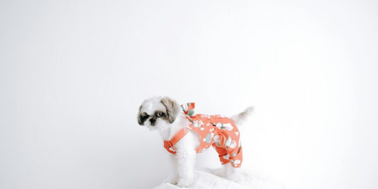 Keep Your Pooch Warm and Stylish: Top Picks for Small Dog Jumpers