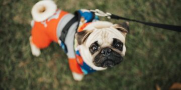 How to Choose the Perfect Coat for Your Dog: A Buyer’s Guide