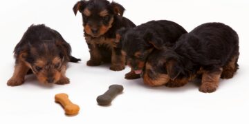 The Best Homemade Dog Treats Recipes Vet Approved for Healthy Pets