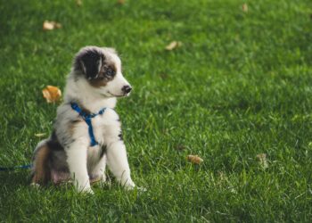 Top Tips to Tackle Dog Behavior Problems and Solutions at Home