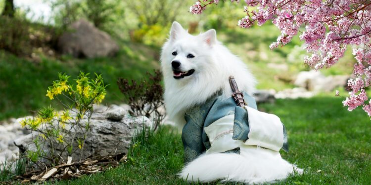 How to Choose the Perfect XXS Dog Clothes for Any Season