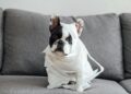 Top Trends in Designer Dog Clothes for Stylish Pets