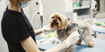 Barking Up the Right Tree: Diet Secrets for Peak Dog Health