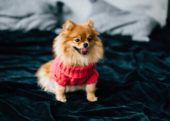 The Ultimate Guide to Training Your Little Beast Dog: Tips and Tricks for First-Time Owners