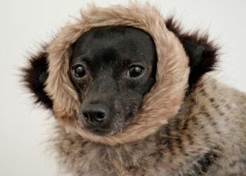 How to Choose the Perfect Designer Dog Clothes for Every Season