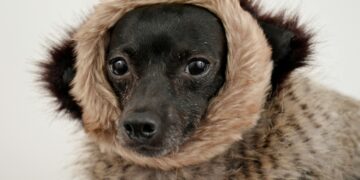How to Choose the Perfect Designer Dog Clothes for Every Season