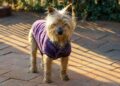 Top Benefits of a Coat for Dogs: Keep Your Pooch Warm and Stylish