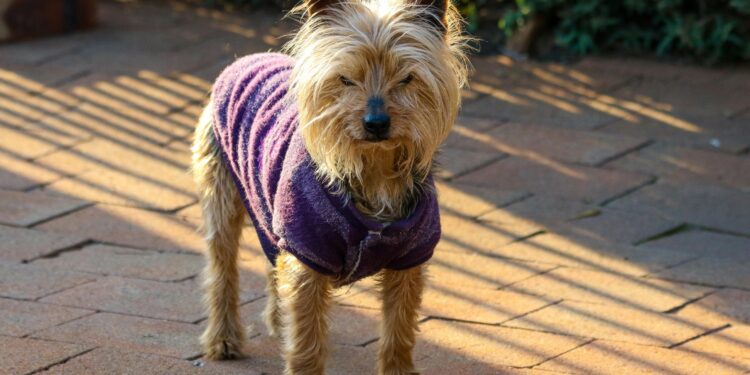 Top Benefits of a Coat for Dogs: Keep Your Pooch Warm and Stylish