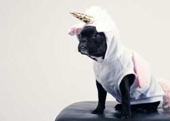 Unveiling Hidden Gems: Best Natural Remedies for Dog Health