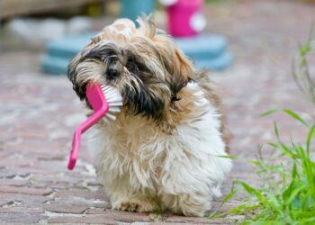 Understanding Your Dog’s Barking: What They’re Really Trying to Tell You