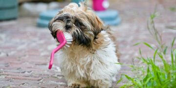 Understanding Your Dog’s Barking: What They’re Really Trying to Tell You