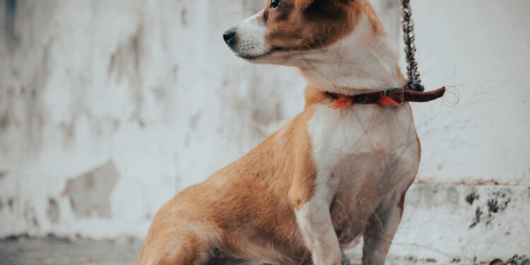 Is Your Dog Feeling Blue? Top Signs and Solutions for Improving Dog Health