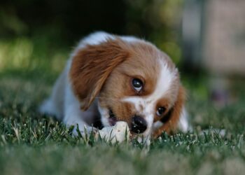 Understanding Your Dog’s Behavior Change After Vaccination: What’s Normal?