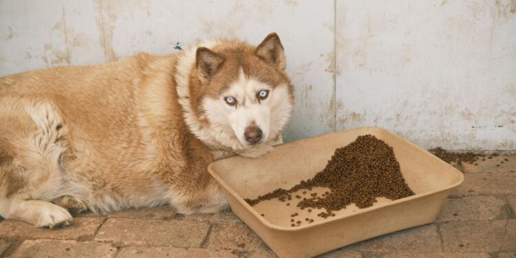 Unlock Your Dog’s Best Health: Choosing the Best Dog Food for Weight Loss