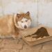Unlock Your Dog’s Best Health: Choosing the Best Dog Food for Weight Loss