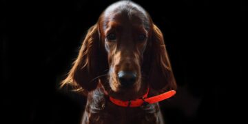 Is Your Dog’s Diet Missing These Essential Elements?