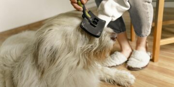 Must-Have Dog Health Care Items: Best Products for Your Furry Friend