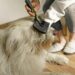 Must-Have Dog Health Care Items: Best Products for Your Furry Friend