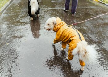 Trendsetting Styles in Dog Clothes for Small Dogs: What’s Hot This Season