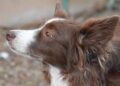 Understanding and Addressing Dog Behavior Problems: Effective Solutions for Better Behavior