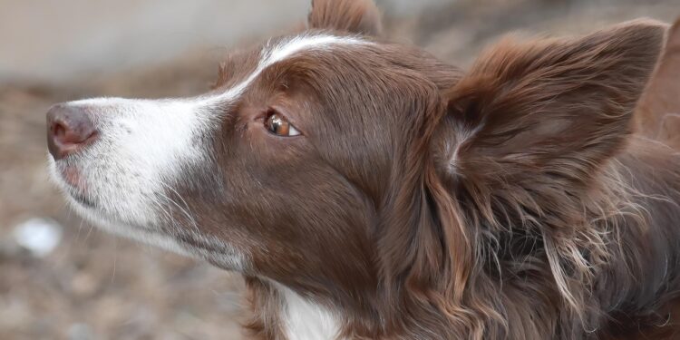 Understanding and Addressing Dog Behavior Problems: Effective Solutions for Better Behavior