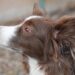 Understanding and Addressing Dog Behavior Problems: Effective Solutions for Better Behavior