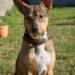 Top Puppy Teething Toys to Soothe Your New Pet