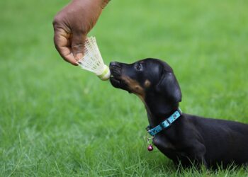 Unleashing Fun: Creative Games to Play with Your Dog and a Ball