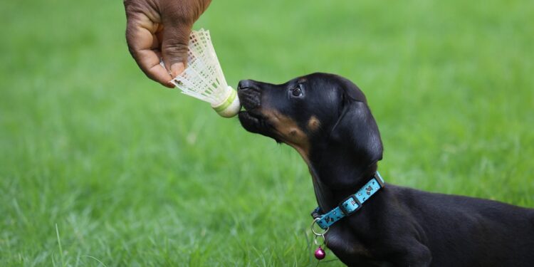 Unleashing Fun: Creative Games to Play with Your Dog and a Ball