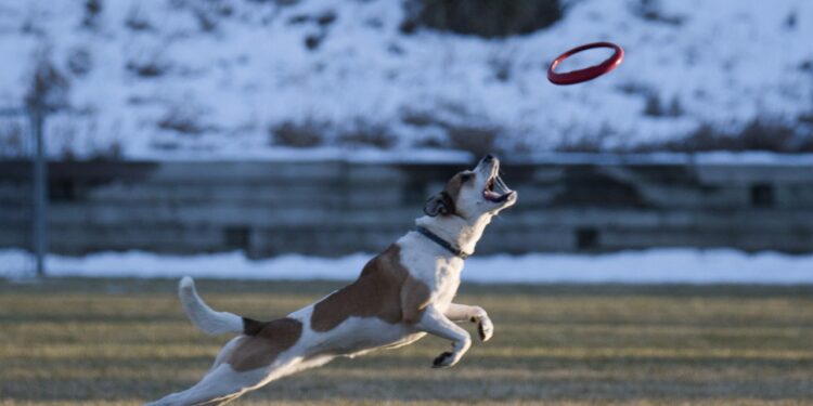 Unlock Your Dog’s Genius: The Benefits of Dog Puzzles for Mental Stimulation