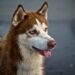 Ultimate Guide to No-Pull Dog Harnesses